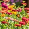 A field of brightly colored zinnias.