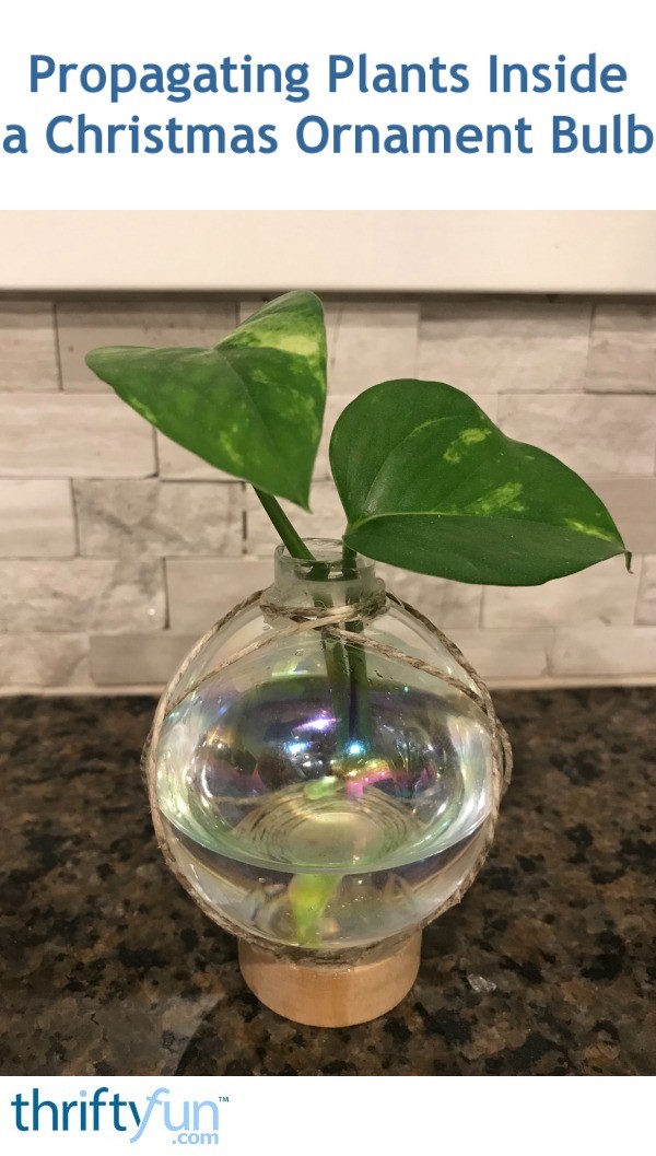 Propagating Plants Inside a Christmas Ornament Bulb My Frugal Christmas