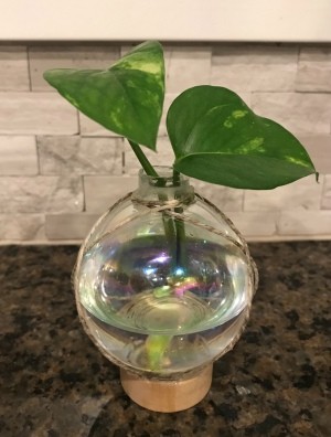Propagating Plants Inside a Christmas Ornament Bulb - finished project