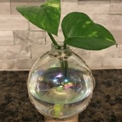 Propagating Plants Inside a Christmas Ornament Bulb - finished project
