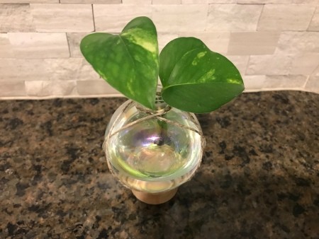 Propagating Plants Inside a Christmas Ornament Bulb - water and cutting added