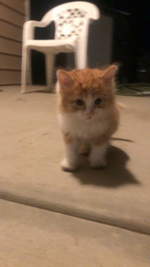 A small orange and white kitten.