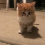 A small orange and white kitten.