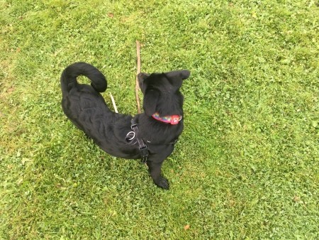 A black dog on grass.