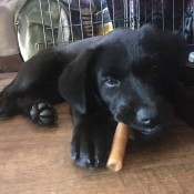 A black dog chewing on a carrot.