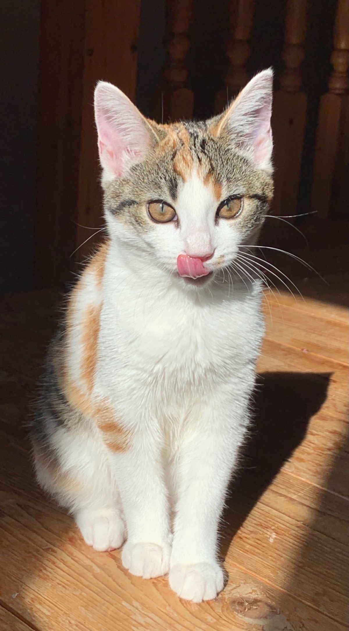 What Breed Is My Female Calico Cat? ThriftyFun