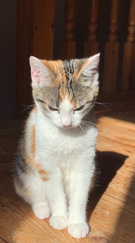 What Breed Is My Female Calico Cat?