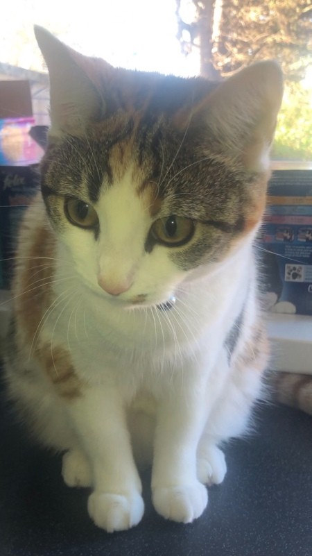 What Breed Is My Female Calico Cat?