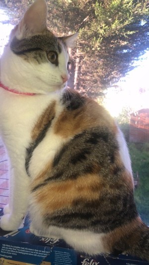 What Breed Is My Female Calico Cat? - side view with head turned back over shoulder