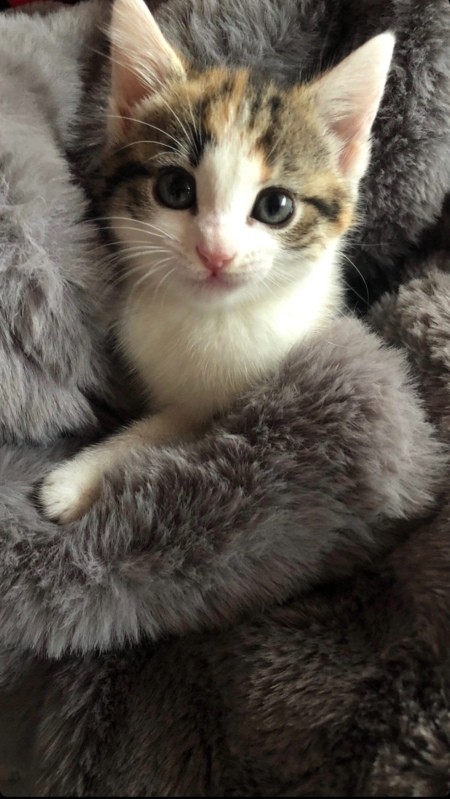 What Breed Is My Female Calico Cat?