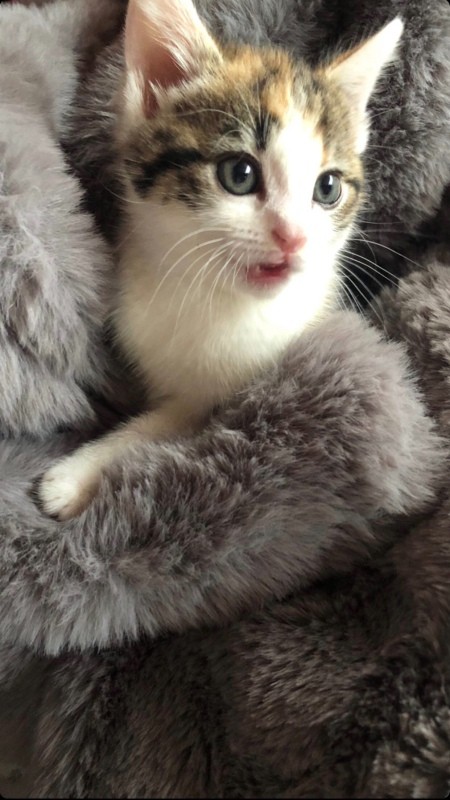 What Breed Is My Female Calico Cat?