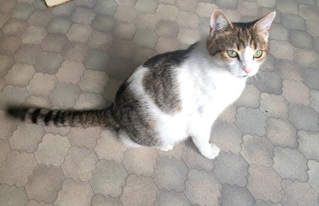 What Breed Is My Female Calico Cat? - parent