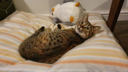 What Breed Is My Female Calico Cat? - parent