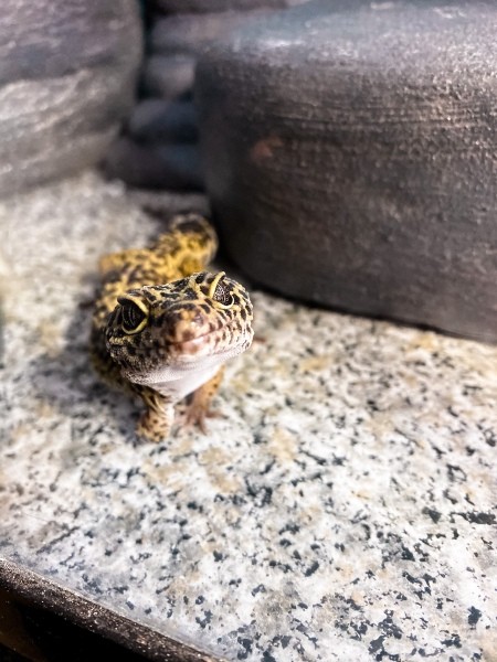 Pirate (Leopard Gecko) - spotted gecko in a terrarium