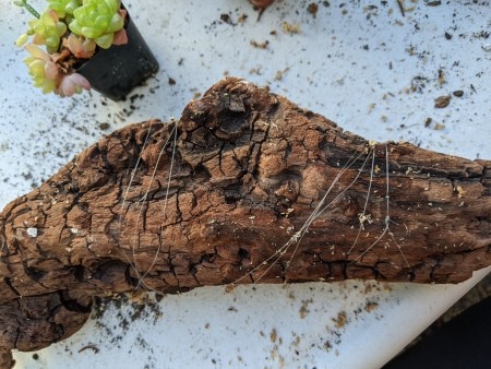 Succulent Driftwood Centerpiece - wrapped driftwood, bottom