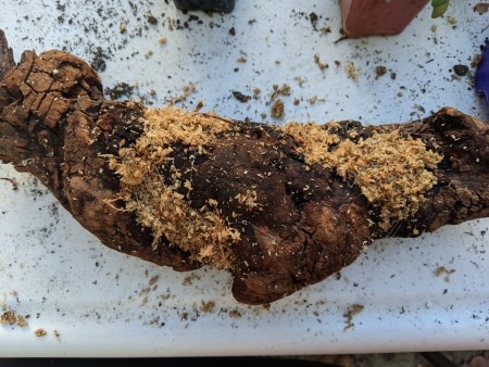 Succulent Driftwood Centerpiece - wrapped wood as seen from planting side