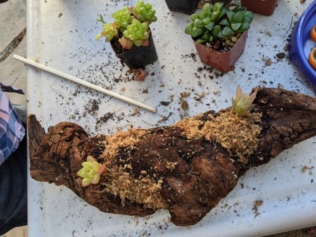 Succulent Driftwood Centerpiece - poke planting holes with the chopstick