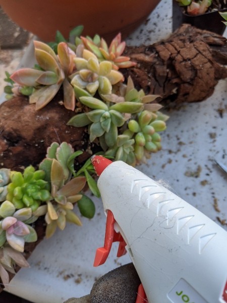 Succulent Driftwood Centerpiece - use hot glue if needed to hold plants in place