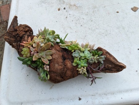 Succulent Driftwood Centerpiece - planting done