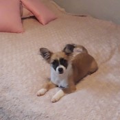 A small dog on a bed.