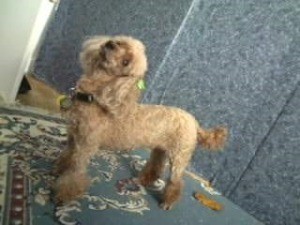 A dog on a carpet.