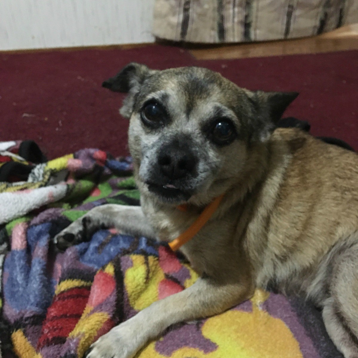 My 16 Year Old Dog Wetting my Bed While I Am Gone ThriftyFun