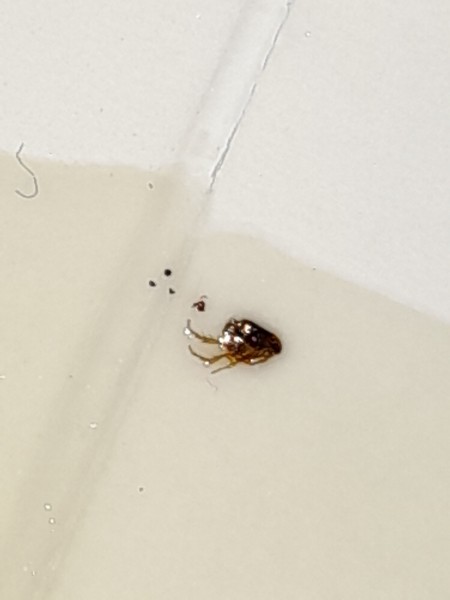 A bug on a white surface.