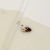 A bug on a white surface.