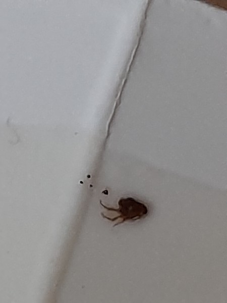 A bug on a white surface.