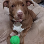 A brown and white dog playing with a green toy.