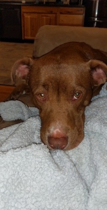 A brown dog with his head on a blanket.