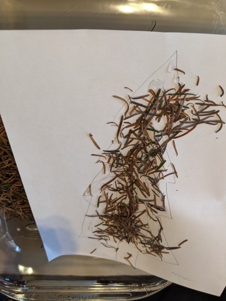 Shake pine needles on the glue.