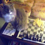 Baby (Cat) - long haired gray and white cat sitting on a chessboard