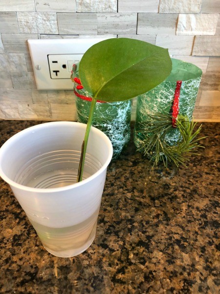Upcycled Water Bottle Indoor Planter