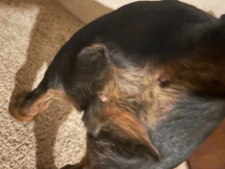 A hairless patch on a dog.