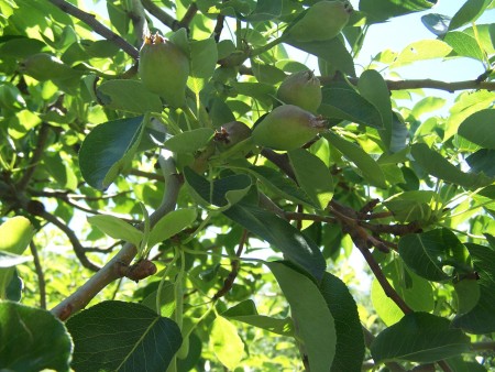 A tree with many pears beginning to ripen.