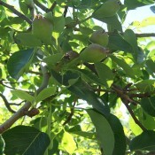 A tree with many pears beginning to ripen.