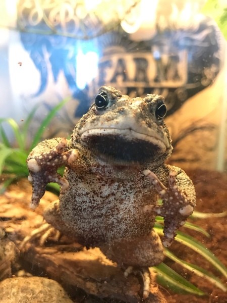 A large toad in his tank.