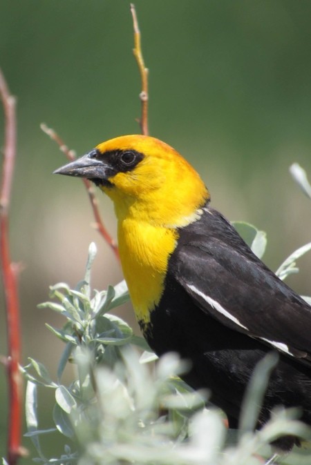 A black bird with a yellow head.