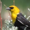 A black bird with a yellow head.