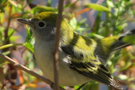 A chestnut-sided warbler in a bush.