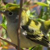 A chestnut-sided warbler in a bush.