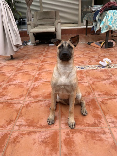 A dog sitting on a tile floor.