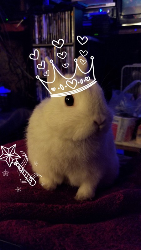 A bunny with an added digital crown.