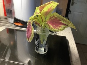 A cutting of coleus in a small recycled jar.