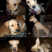 Several pictures of a growing dog.