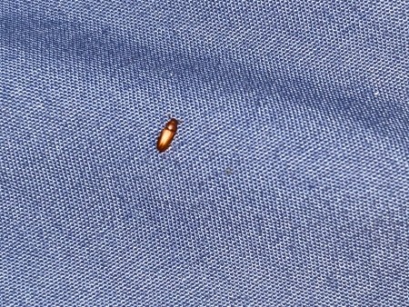 A small brown bug on a blue surface.