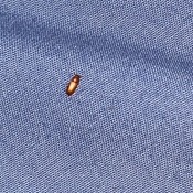 A small brown bug on a blue surface.