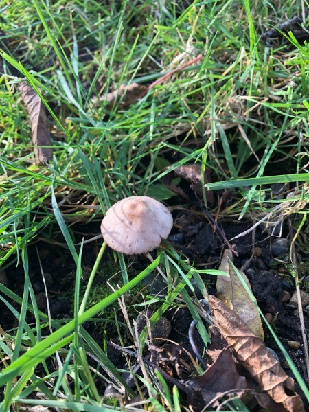 Fungi Photos - parasol shaped fungi