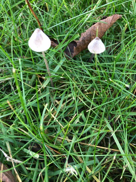 Fungi Photos - little conical fungi